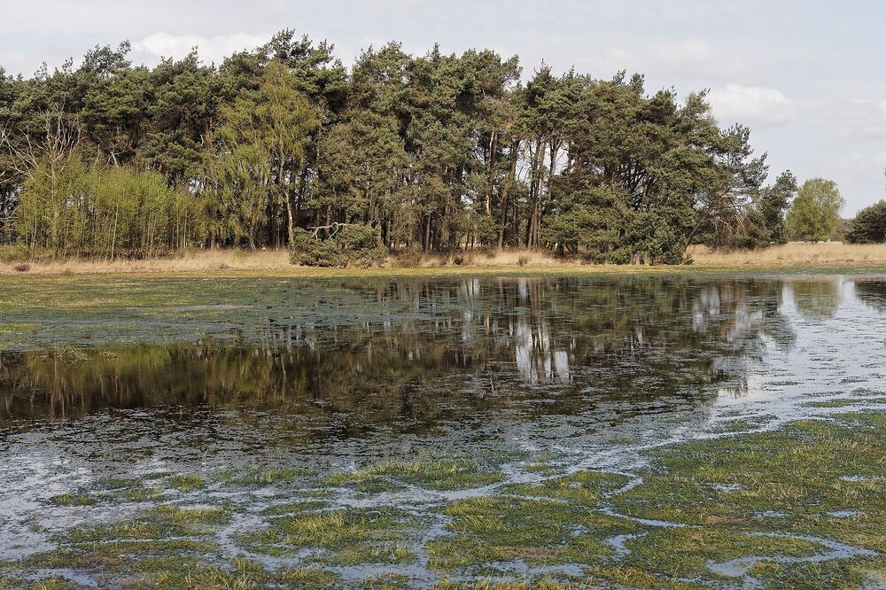 Ondiep ven op De Kampina bij Boxtel waarin een rand van dennen en berken weerspiegelt, met gras en pollen heide langs de drassige oever